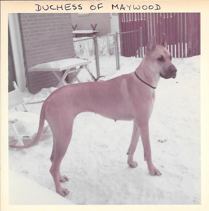 Duchess of Maywood